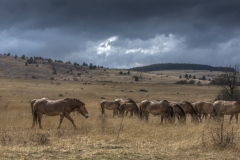 chevaux-180 - copie.jpg